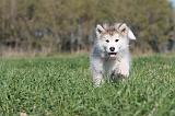 ALASKAN MALAMUTE 104
